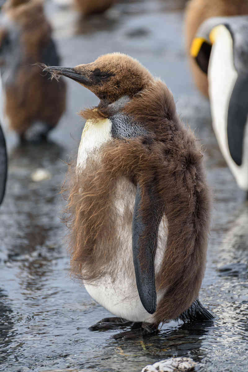 Pingüino Rey - islas Georgias del Sur 048.jpg